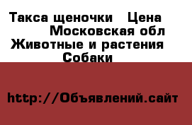 Такса щеночки › Цена ­ 6 000 - Московская обл. Животные и растения » Собаки   